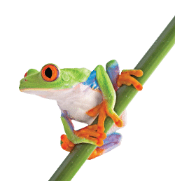 closeup tiny european tree frog branch 1