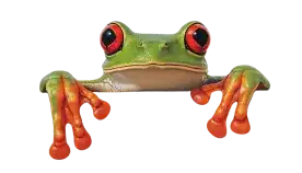 Colorful tree frog with red eyes and toes.