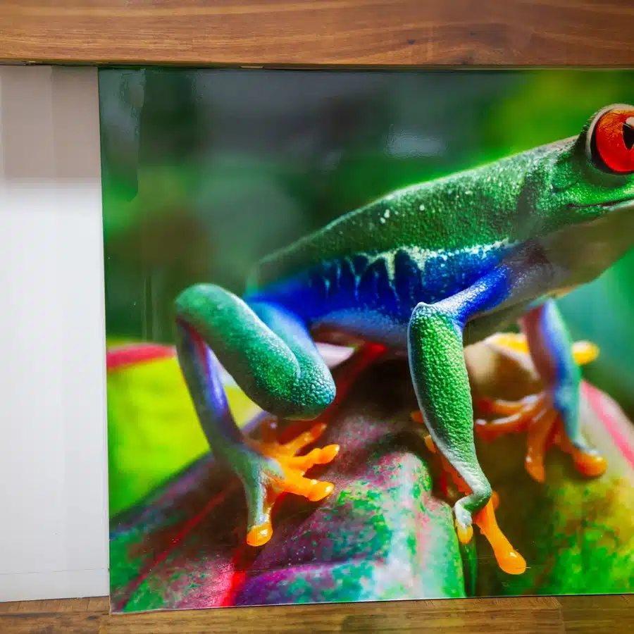 Colorful red-eyed tree frog on leaf